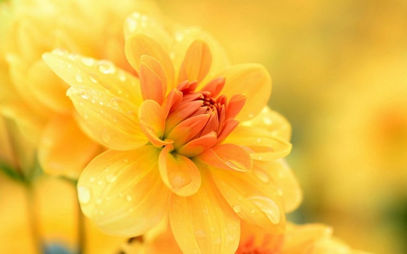 Một số thông tin về cây hoa thược dược có thể bạn chưa biết