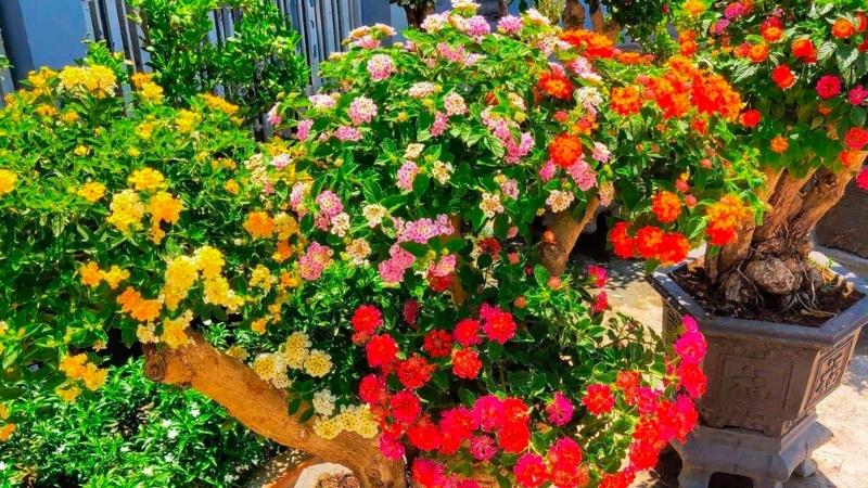 Hoa ngũ sắc nở rộ đa dạng sắc màu