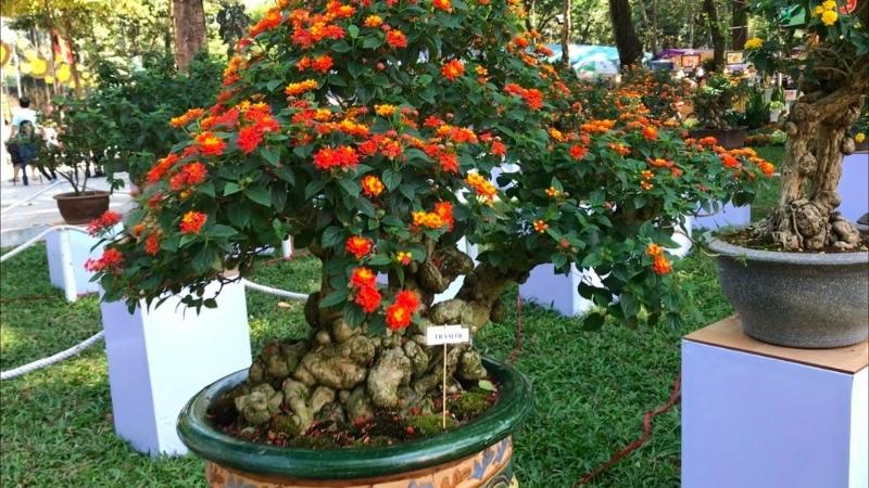 Bonsai hoa ngũ sắc 