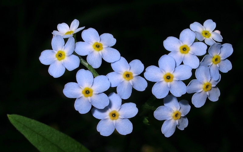 The legend of the lily flower and the reason why it is called Forget me not
