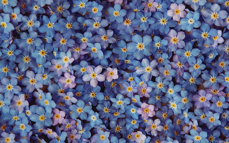 Những hình ảnh hoa Lưu Ly tím đẹp nhất