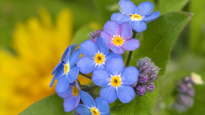 Forget Me Not is sad silently / Petals are small and far away