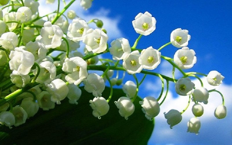 Cách chăm sóc hoa Linh Lan trắng