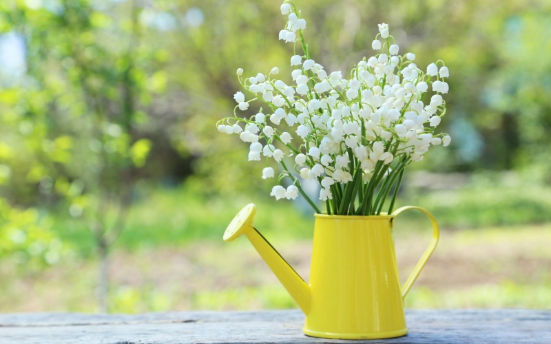 Trồng, chăm sóc hoa linh lan trắng là một công việc đòi hỏi sự tận tâm và công phu. Bức ảnh này sẽ giúp bạn hiểu rõ hơn về cách trồng và chăm sóc loài hoa này. Hãy tận hưởng những giây phút bình yên khi ngắm nhìn hoa linh lan trắng chắc chắn sẽ giúp bạn cảm thấy thư giãn và lạc quan hơn.