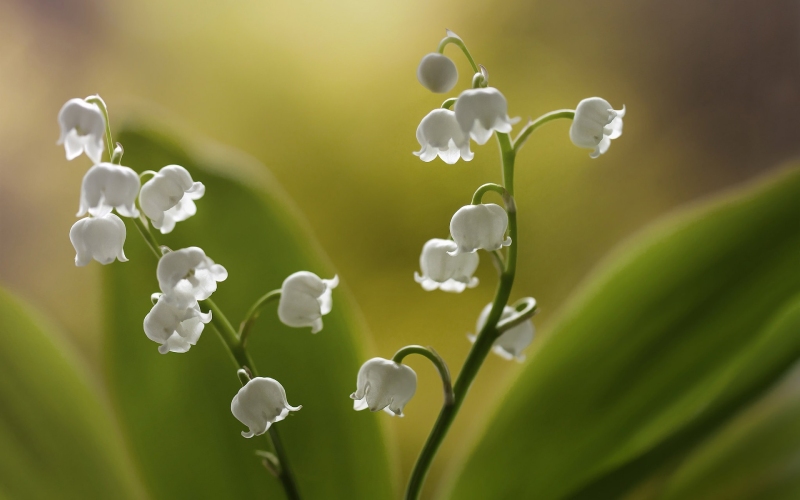 Vẻ đẹp thuần khiết của hoa Linh Lan trắng