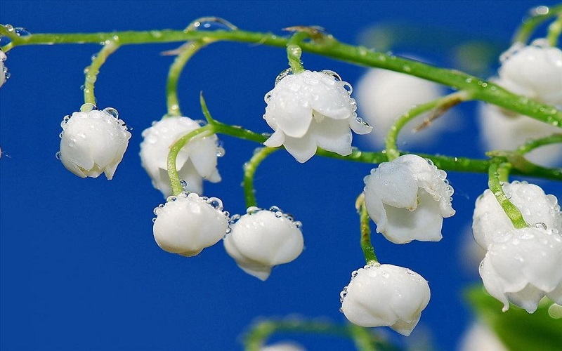 Hoa Linh Lan trắng: Ý nghĩa, hình ảnh, cách trồng, chăm sóc tại nhà