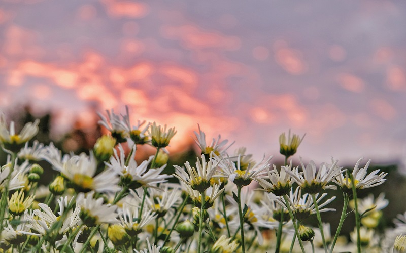 50 Hình nền Cúc Họa Mi đẹp nhất | Nhiếp ảnh về cái đẹp, Hoa cúc, Nhiếp ảnh  ngoài trời