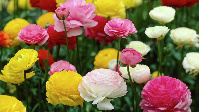 Hoa mao lương là loài đa dạng màu sắc