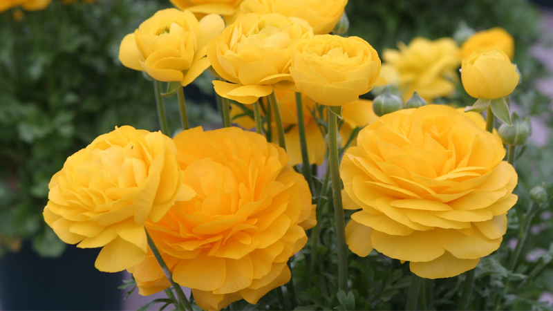 Hoa mao lương vàng đặc biệt được ưa chuộng bởi vẻ ngoài cuốn hút