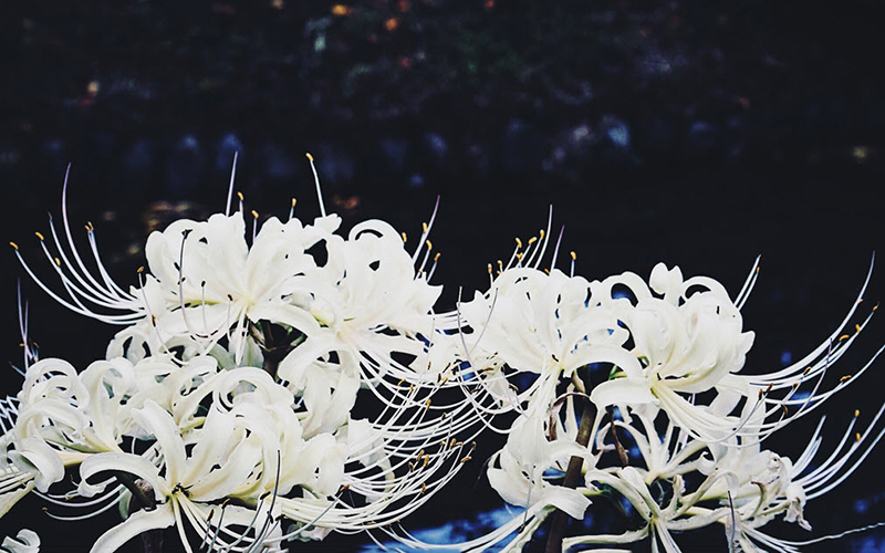 Hoa bỉ ngạn lại trắng tinh khiết nơi miền Cực Lạc