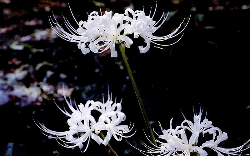 100 Bỉ ngạn hoa  Higanbana ý tưởng  hoa hình vẽ hoa hoa nở