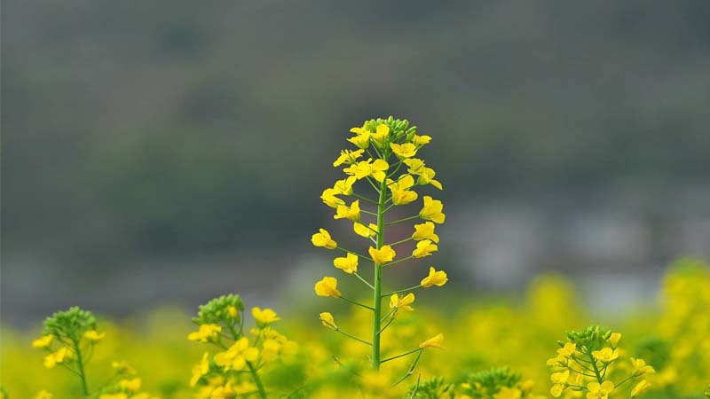 Hoa cải vàng: Ý nghĩa, công dụng và cách trồng hoa đẹp cực thu hút