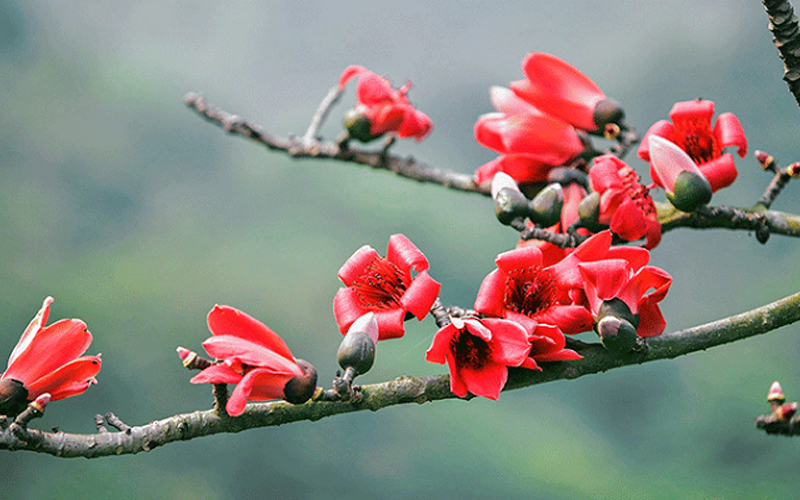 Cây hoa mộc miên: Ý nghĩa, hình ảnh, cách trồng, chăm sóc tại nhà