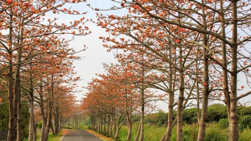 Hoa mộc miên có tên khoa học là Bombax ceiba