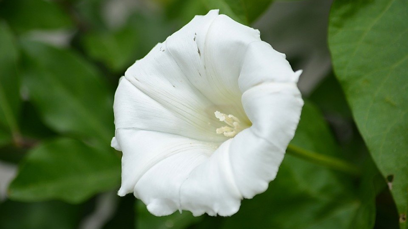 Hoa bìm bịp trắng thuần khiết