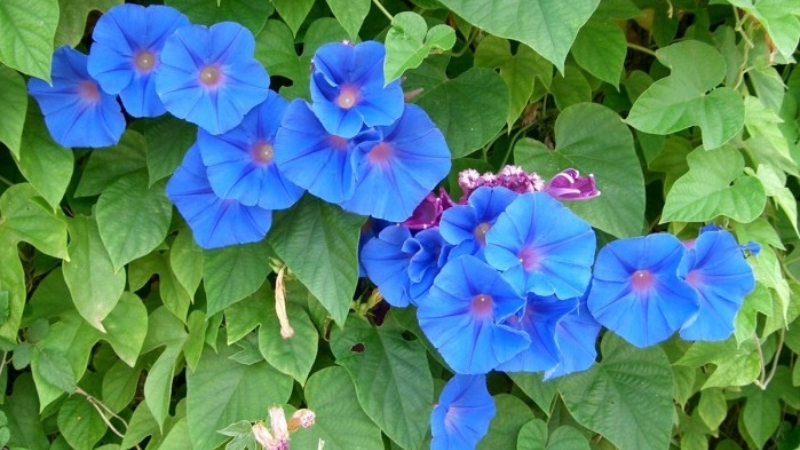 Hoa bìm bịp xanh dương