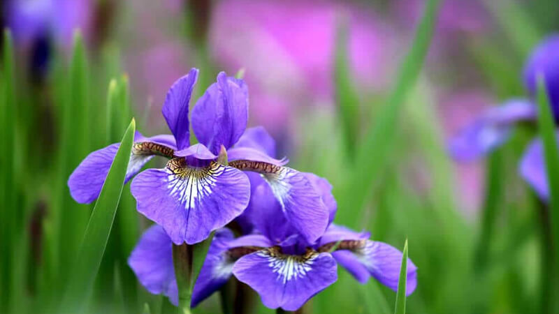 Ý nghĩa, cách trồng và công dụng của hoa diên vĩ (hoa Iris) đầy cao quý