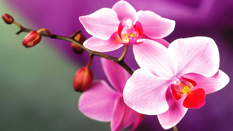 Đặc điểm của hoa phong lan được chia theo nguồn gốc, đặc tính cây và đặc tính hoa.