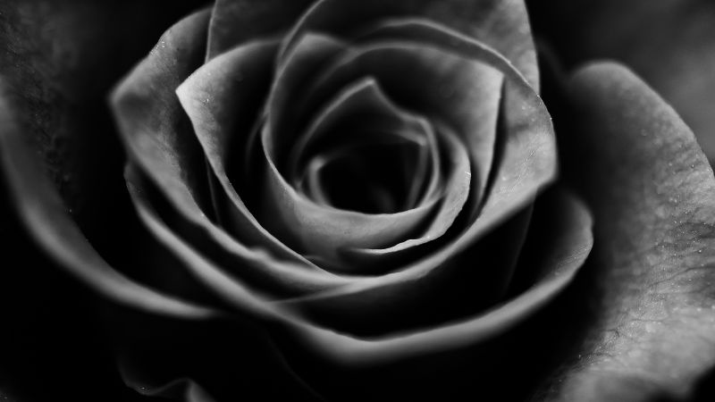 Hoa hồng đen minh họa 4K tải xuống hình nền