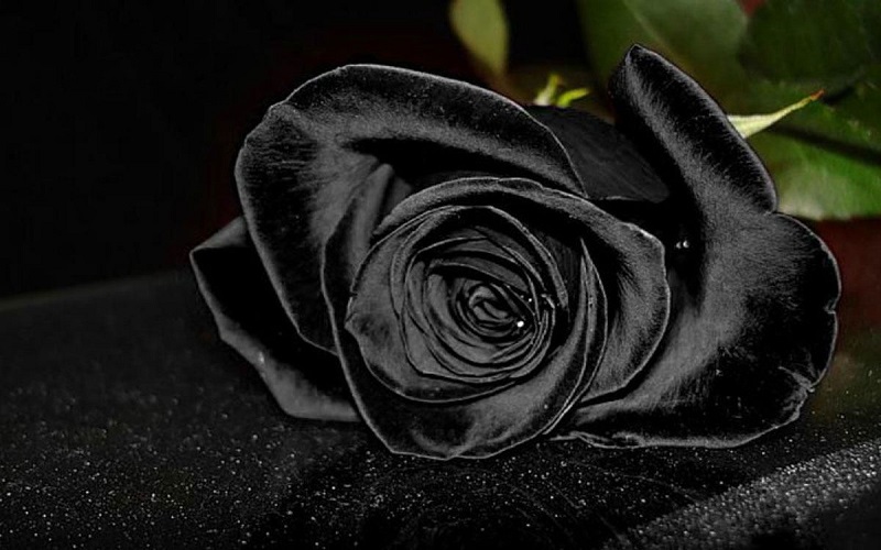 Hoa hồng đen - Loài hoa bí ẩn, quyền lực và đầy quyến rũ