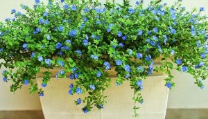 Ý nghĩa, cách trồng và chăm sóc hoa thanh tú tại nhà tuyệt đẹp