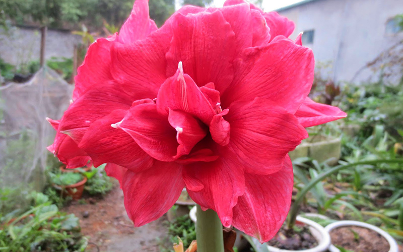 Amaryllis - Lan Huệ: Pink Nymph