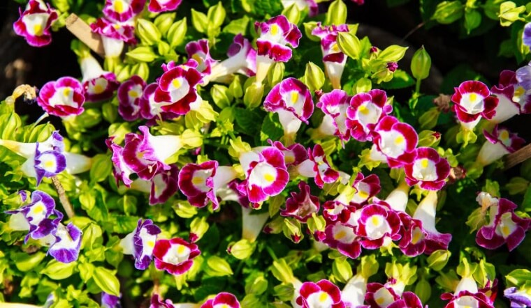 Hoa mõm sói: Ý nghĩa, hình ảnh, cách trồng, chăm sóc tại nhà