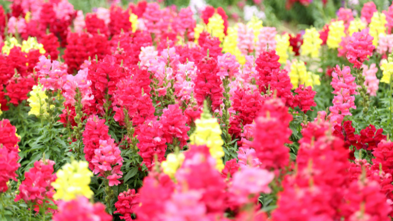 Hoa mõm chó màu hồng tượng trưng cho tình yêu đôi lứa, thủy chung và hạnh phúc