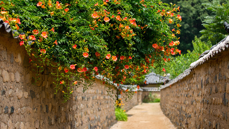 Hoa đăng tiêu trong trang trí, làm cảnh