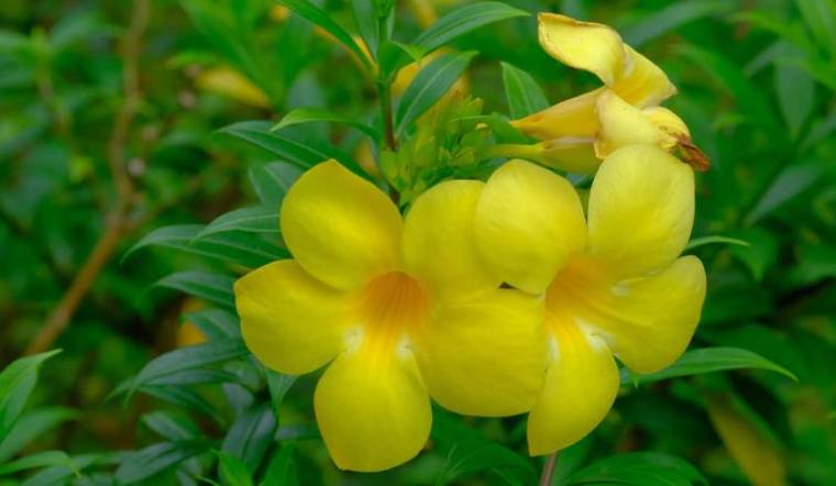 Cây huỳnh anh: Ý nghĩa, hình ảnh, cách trồng, chăm sóc tại nhà