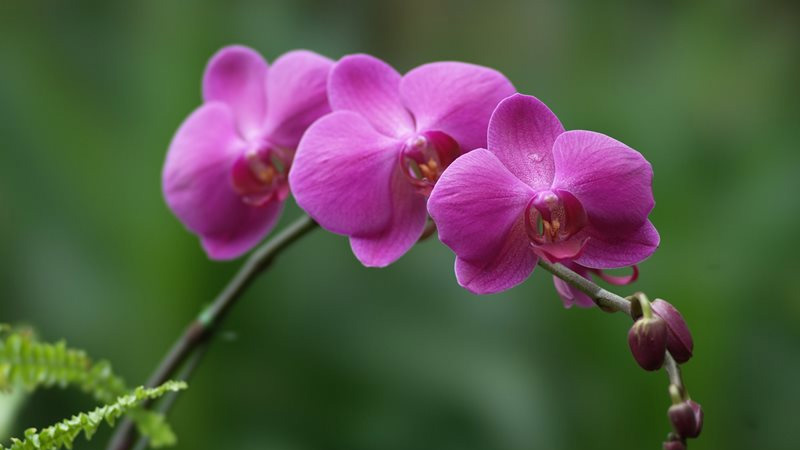 CHIA SẺ - Bộ hình nền về những loài hoa phong lan đẹp nhất | Cộng đồng  BlackBerry Việt Nam