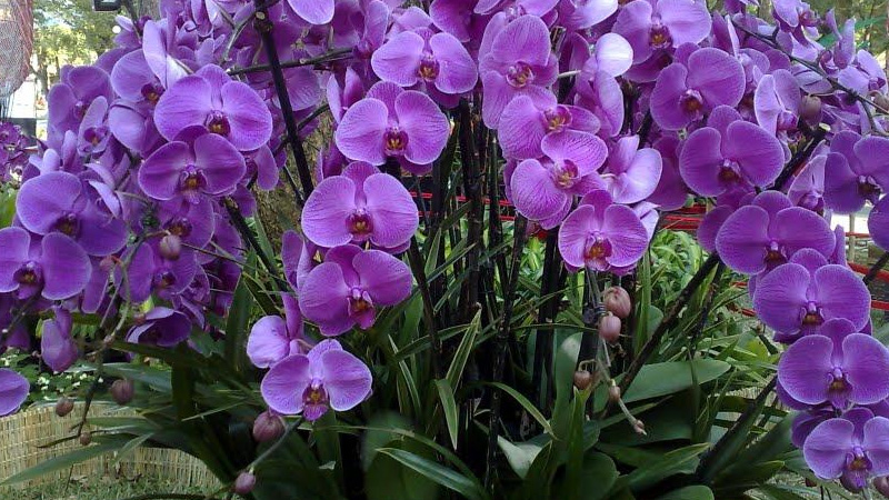 Top các loại hoa lan tím đẹp nhất trong bộ sưu tập Hoa lan tím đẹp nhất thế giới 