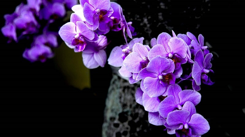 Tại từng nền văn hóa, hoa lan tím mang một ý nghĩa riêng biệt