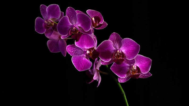 Hoa phong lan luôn hấp dẫn người xem bởi vẻ đẹp huyền bí 
