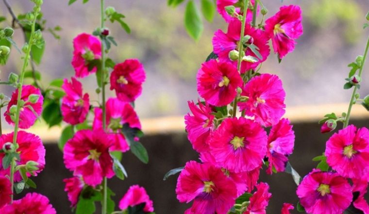 Hoa Mai xanh – Đặc điểm, cách trồng và chăm sóc cây mau ra hoa | Sochu.Vn
