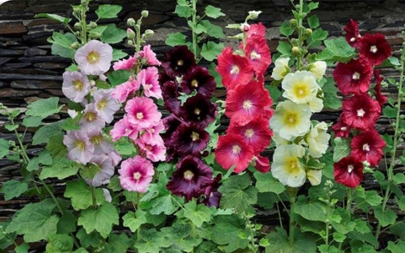 Ý nghĩa, đặc điểm, cách trồng và chăm sóc hoa mãn đình hồng đẹp tại nhà