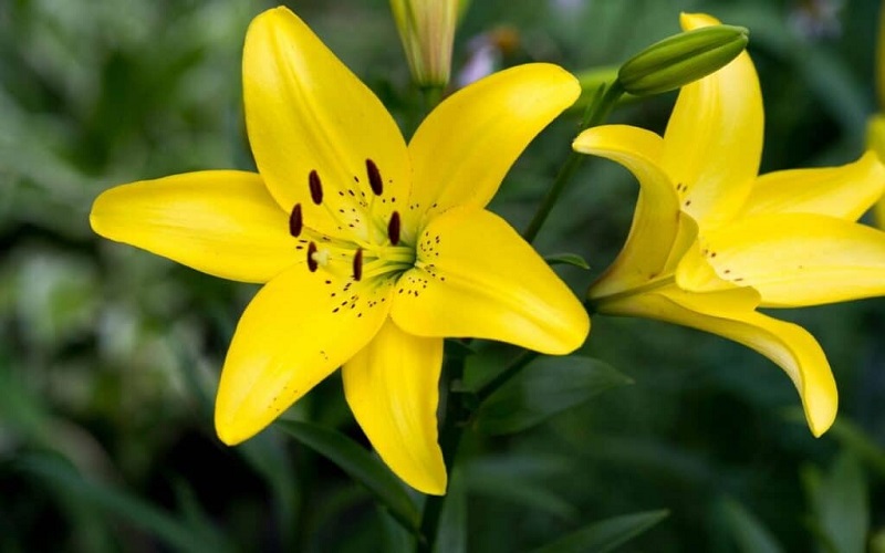 Hoa ly lùn vàng tượng trưng cho sức khỏe và sung túc