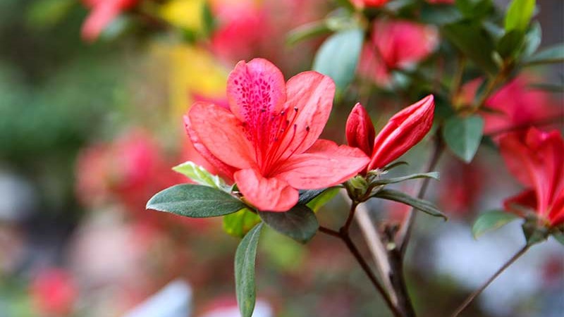Cây hoa đỗ quyên trổ bông lung linh quanh năm, mang đến khung cảnh thiên nhiên tuyệt đẹp. Hãy đến và chiêm ngưỡng vẻ đẹp tự nhiên này!