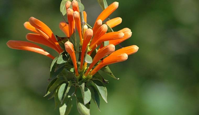 Ý nghĩa, đặc điểm, cách trồng và chăm sóc hoa chùm ớt đúng kỹ thuật