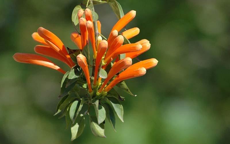 Nguồn gốc và đặc điểm hoa chùm ớt? Hoa chùm ớt ra hoa mùa nào?