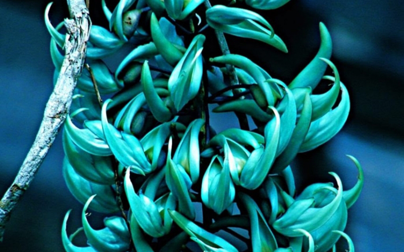 Hoa móng cọp xanh ngọc