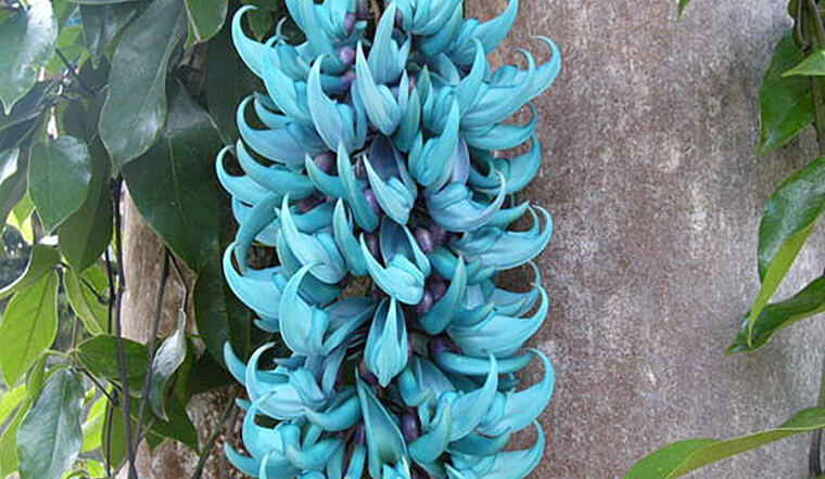 Đặc điểm, ý nghĩa, cách trồng và chăm sóc cây móng cọp nở hoa quanh năm