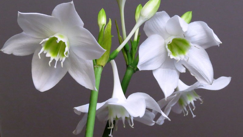 Hoa ngọc trâm: Ý nghĩa, cách trồng và chăm sóc loài hoa hoàng gia