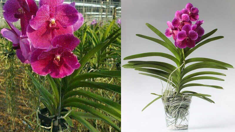 Chia sẻ cách trồng và chăm sóc lan vanda đơn giản cho hoa nở quanh năm