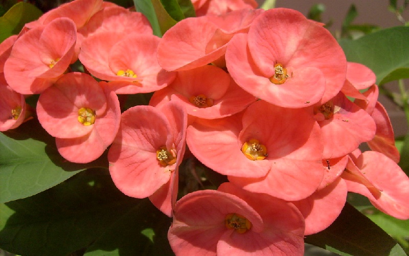 Hoa bát tiên không chỉ đẹp mà còn có công dụng chữa bệnh