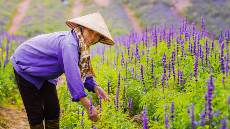 Chăm sóc cây hoa nữ hoàng xanh rất quan trọng để cho chất lượng hoa đẹp nhất