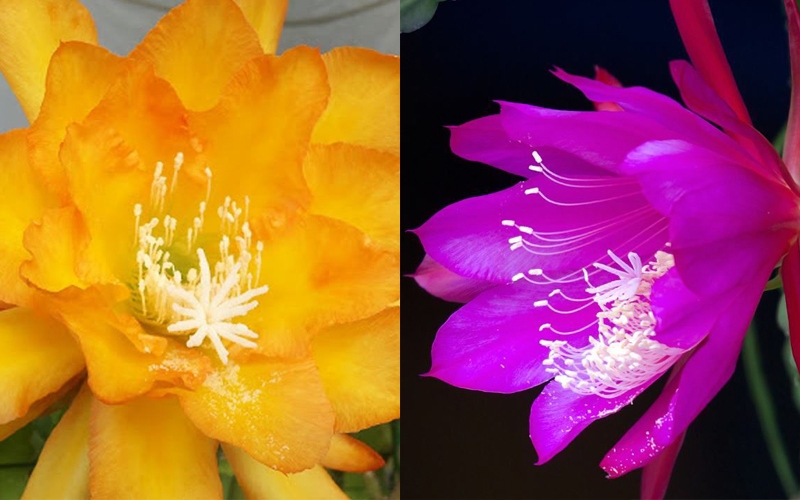 Hình ảnh Hoa Quỳnh PNG , Hoa Quỳnh PNG , Những Bông Hoa, Những Bông Hoa PNG  trong suốt và Vector để tải xuống miễn phí