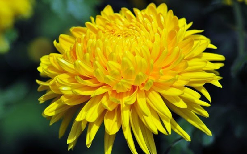 Hoa cúc vàng thể hiện niềm hạnh phúc, tài lộc và trường thọ
