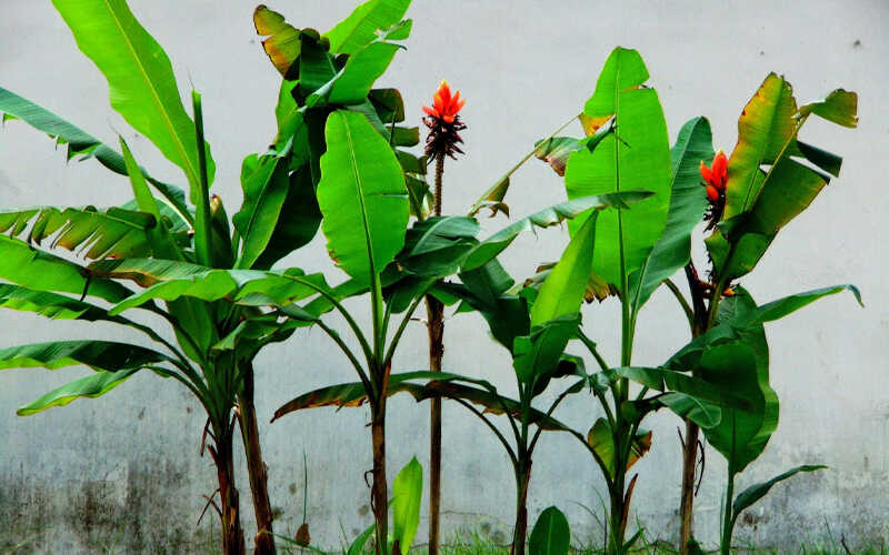 Hoa chuối rừng là một trong những loại hoa độc đáo và đẹp nhất của Việt Nam. Với màu sắc tươi sáng và hình dáng độc đáo, chúng đem lại một sự tươi mới và sinh động cho ngôi nhà của bạn. Hãy xem hình ảnh này để tận hưởng vẻ đẹp của hoa chuối rừng.