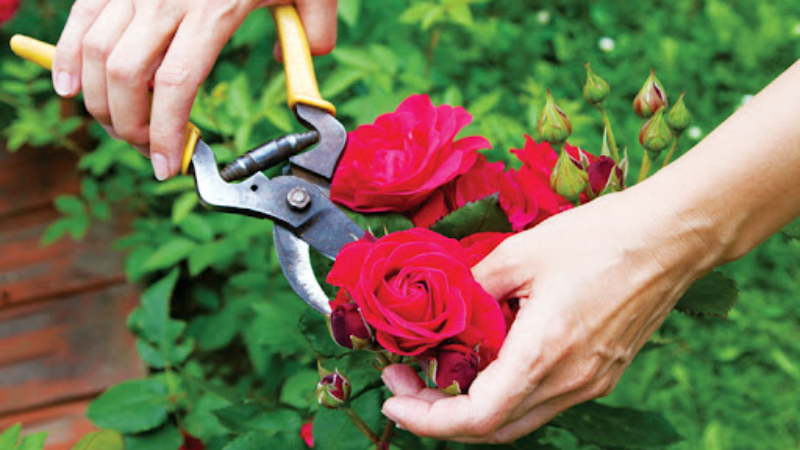Cách trồng và chăm sóc cây hoa hồng nhung